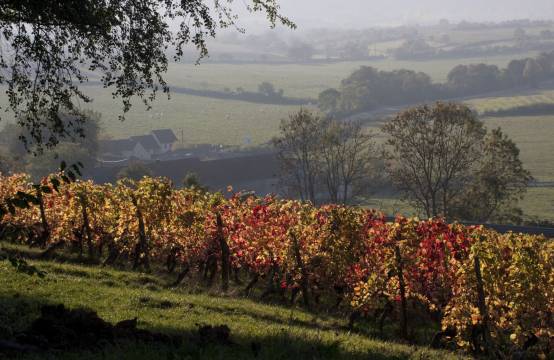 Uitzicht op de wijngaarden in de herfst