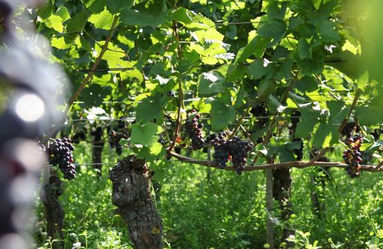 Spätburgunderdruiven in de wijngaard