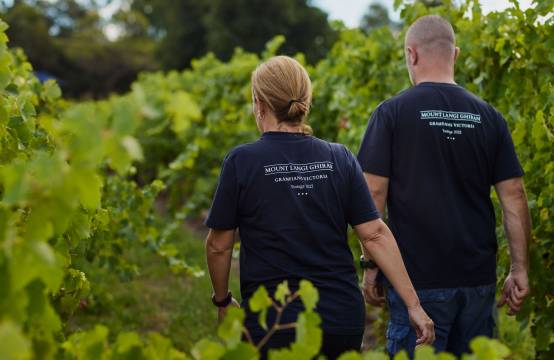 Werk in de wijngaard